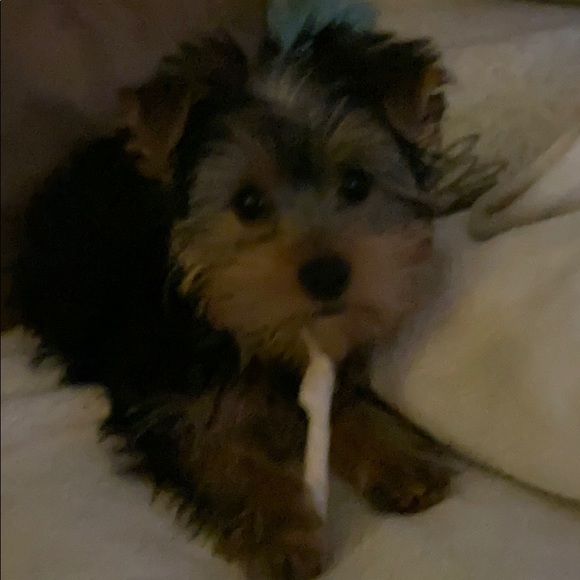 Meet your Posher, Tina - Picture 1 of 1